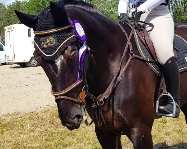 horse Bright Star (Hanoverian, 2013, from Gem of India)