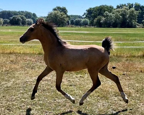 horse Mister de Luxe (German Riding Pony, 2020, from FS Mr. Right)