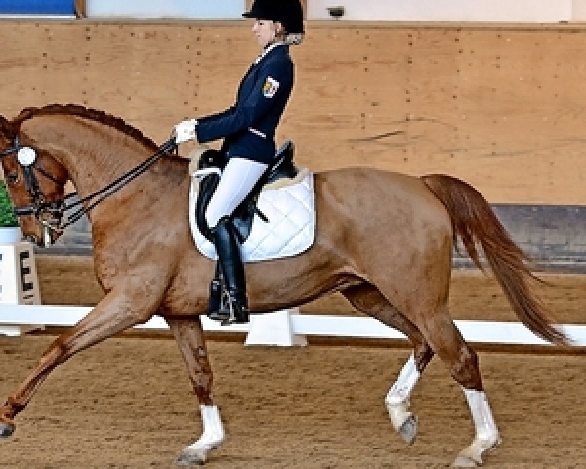 Cavallo da Dressage Pandora 183 (Bayer, 2001, di Rivero II)