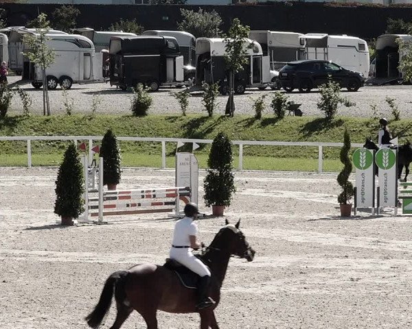 Pferdesporttage Bülach 2021