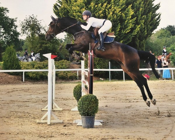 broodmare Contess (Hanoverian, 2013, from Contendro I)
