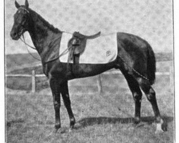 Deckhengst Rocketter xx (Englisches Vollblut, 1903, von Gallinule xx)