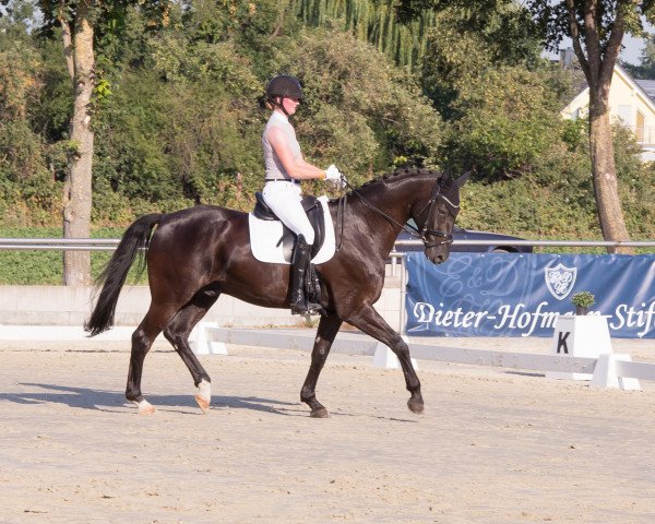 dressage horse Dude 9 (Hanoverian, 2014, from Dancier)