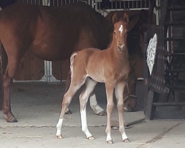 horse Dating Nemo (German Riding Pony, 2019, from Dating AT NRW)