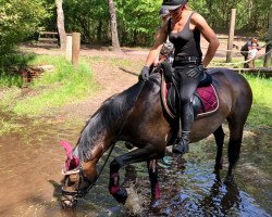 broodmare Finjess (Hanoverian, 2015, from Finest)