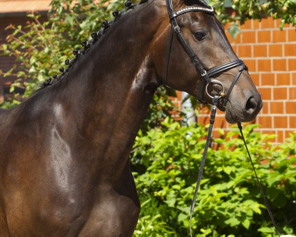 dressage horse Forrest Gump 133 (Westphalian, 2015, from Franziskus FRH)