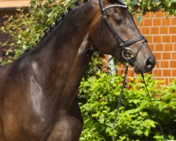 dressage horse Forrest Gump 133 (Westphalian, 2015, from Franziskus FRH)