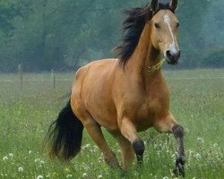 horse Cloud McKenzie (Westphalian, 2012, from Crusander)