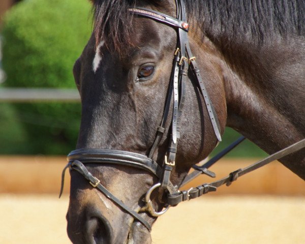 jumper Grafensohn (Austrian Warmblood, 2011, from Grafenstolz)