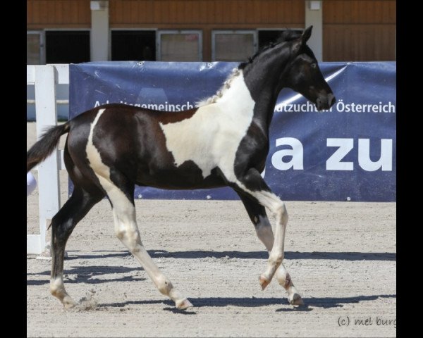 Pferd Tini's Hope 8 (Pinto/Hunter, 2019, von Dragon Fly)