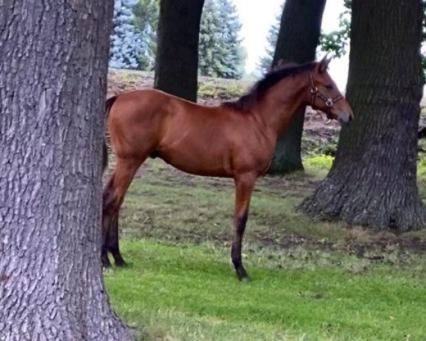 Pferd Landmüller (Deutsches Sportpferd, 2021, von Landrebell)