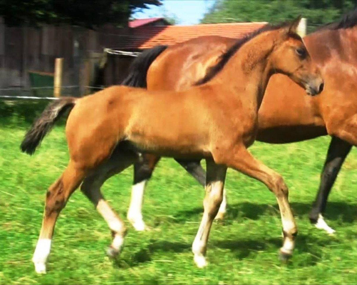Pferd Just Balou (Zangersheide Reitpferd, 2020, von Jaloubet K VDL)