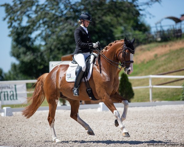 dressage horse Limited Edition 80 (Württemberger, 2012, from Lingh)