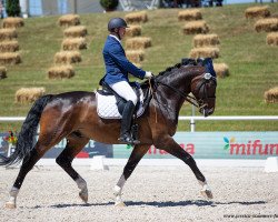 dressage horse Fidelius (Zweibrücken, 2012, from Fidertanz)