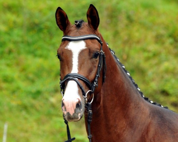 stallion Courator (Trakehner, 2013, from Rheinklang)