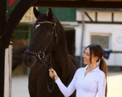 dressage horse Dantino N (Hanoverian, 2014, from Dante Weltino Old)