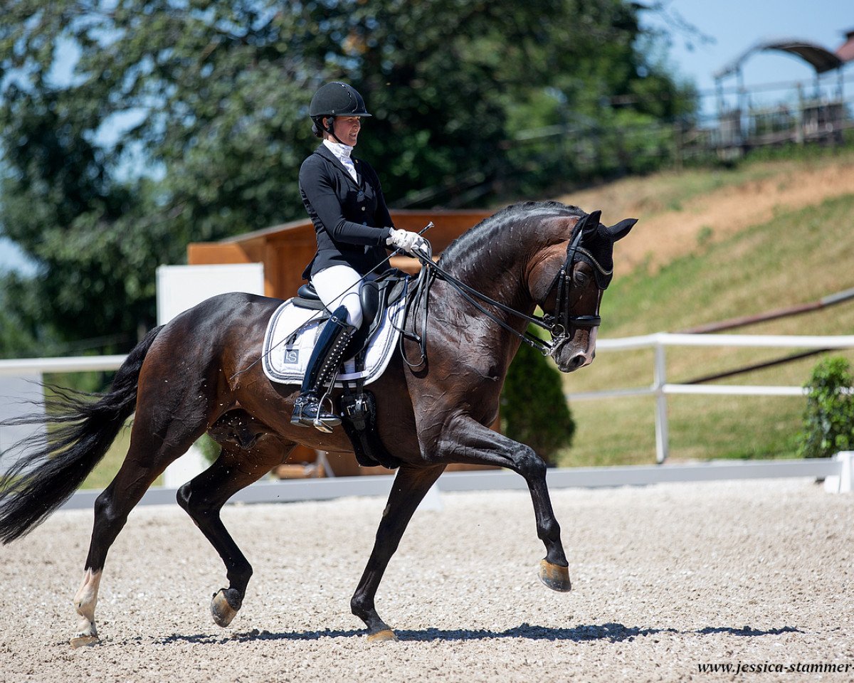 stallion DSP de Sandro (German Sport Horse, 2013, from Decurio 3)
