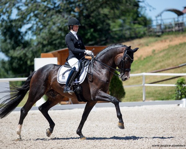 stallion DSP de Sandro (German Sport Horse, 2013, from Decurio 3)