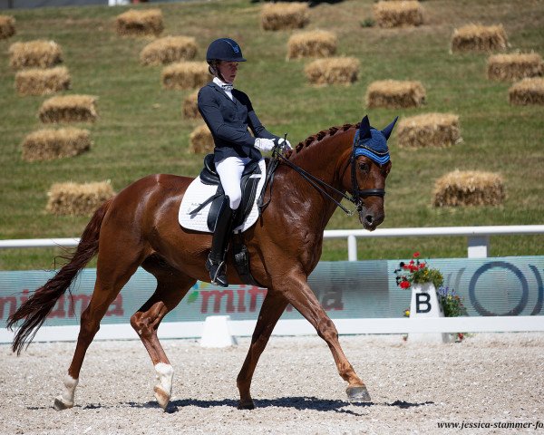 dressage horse Bugatti 40 (Hanoverian, 2011, from Belstaff)