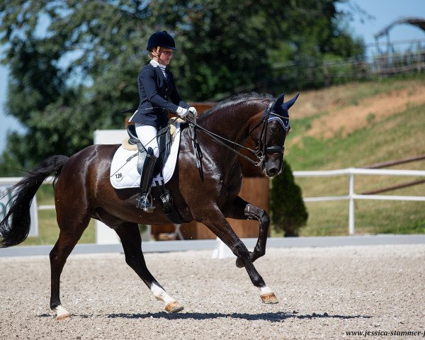 dressage horse Santo Florencio (Rhinelander, 2011, from San Amour I)