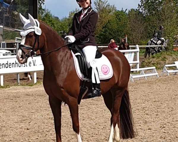 dressage horse Reitland's Die Oder Keine (German Riding Pony, 2010, from Reitland's Du oder Keiner)