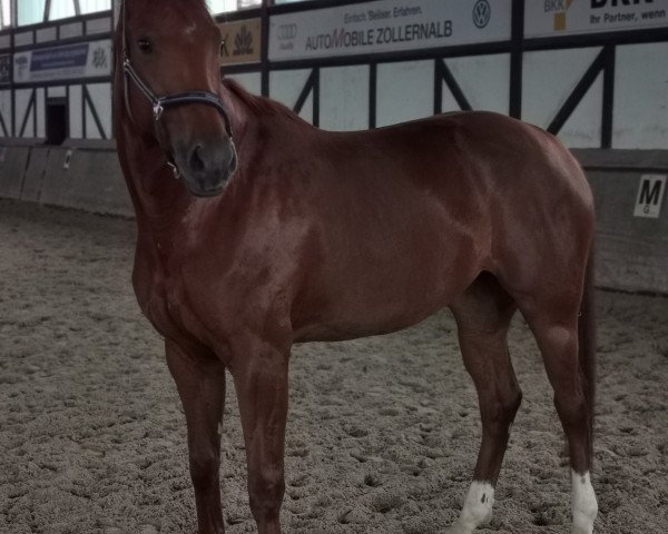 Dressurpferd Dolcezza 7 (Hannoveraner, 2016, von Destano)