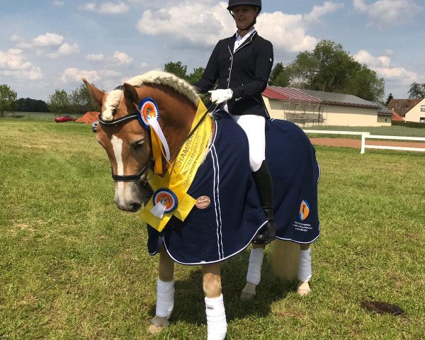 Dressurpferd Amore Amiro (Haflinger, 2015, von Amore Mio)