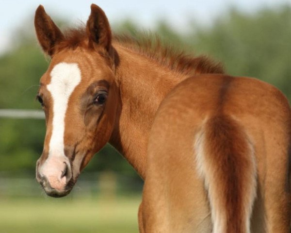 horse S-Tronic M (Westphalian, 2020, from Selectric)