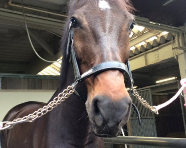 dressage horse Liostro 51 (Holsteiner, 2000, from Linaro)