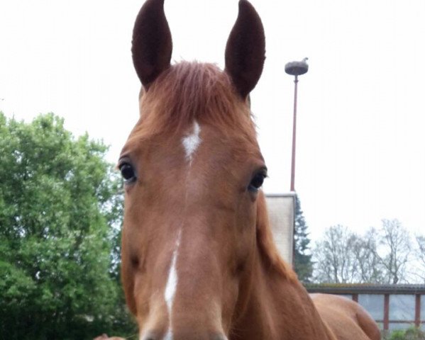 horse Chupa Chip (Oldenburg, 2009, from Check In 2)