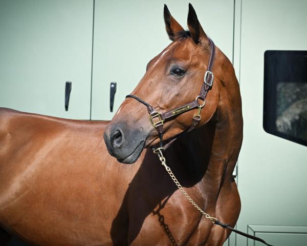 Jumper Lef VDL (KWPN (Dutch Warmblood), 2016, from Carrera VDL)