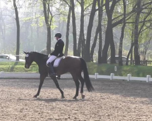 Großes Reit- und Springturnier Heiden 2015