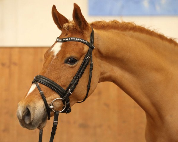 broodmare Dörthe 9 (German Riding Pony, 2010, from Holsteins Discounter)