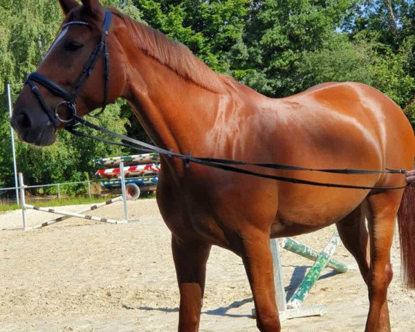 broodmare Catina 24 (Westphalian, 2014, from Comme il Faut) broodmare Catina 24 (Westphalian, 2014, from Comme il Faut)