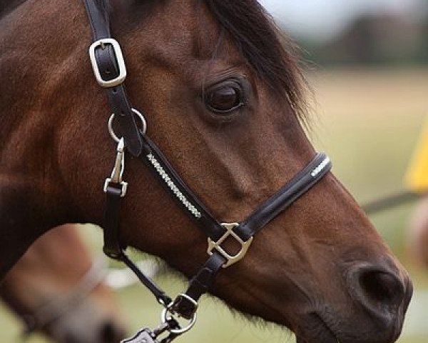 Zuchtstute Ginger (Deutsches Reitpony, 2006, von Churchill)