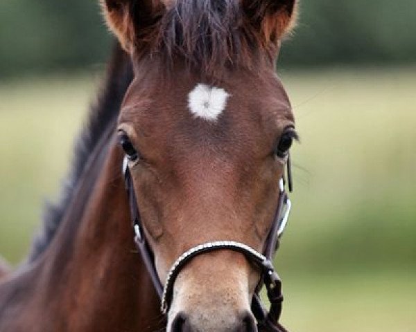 Deckhengst Mr. Boombastic AS (Deutsches Reitpony, 2020, von Mr. Surprise WE)