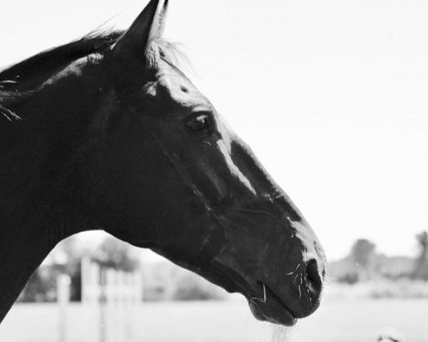 Pferd Denver 200 (Hannoveraner, 2005, von Don Vino)