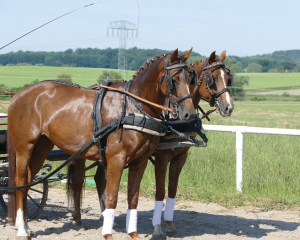 horse Queen Ida 3 (Mecklenburg, 2015, from Quadroneur)