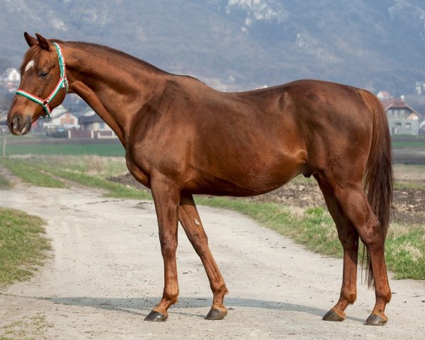 stallion Balu xx (Thoroughbred, 1999, from Sternkönig xx)