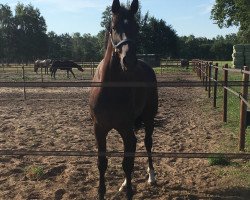 dressage horse Bridget Jones 5 (Westphalian, 2015, from Belconi)