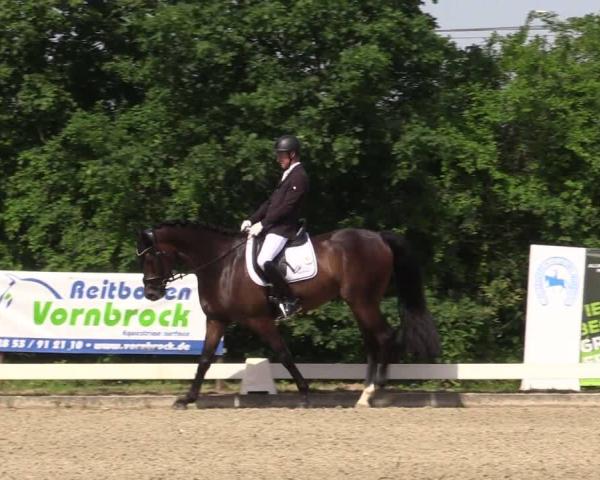 Equestrian Show Münster, St. Georg 2026