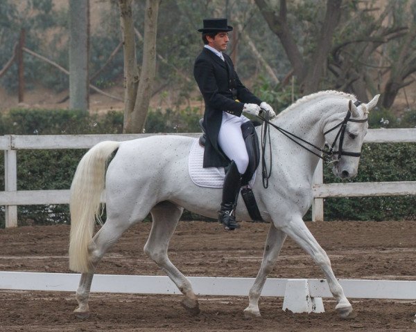 dressage horse Catalina (German Riding Pony, 2006, from Chapot)