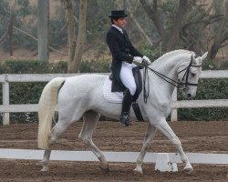 dressage horse Catalina (German Riding Pony, 2006, from Chapot)