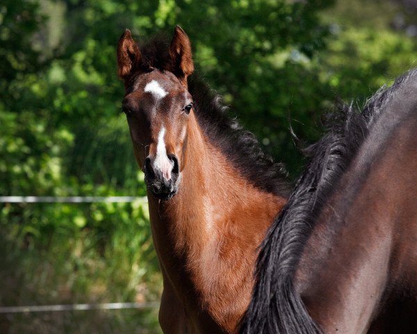 Pferd Zazu (Oldenburger, 2020, von Zoom)