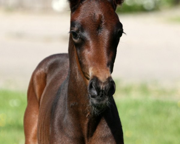 horse Dark Touch of Magic (Rhinelander, 2020, from Diamond Deluxe)