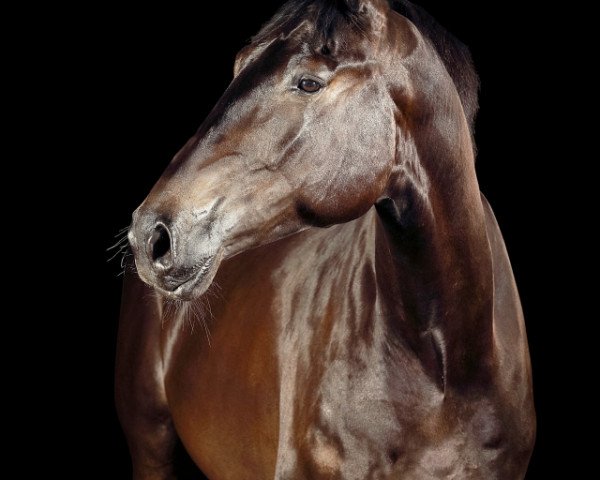 horse Der Dudley (Hanoverian, 2016, from Tannenhof's Download)