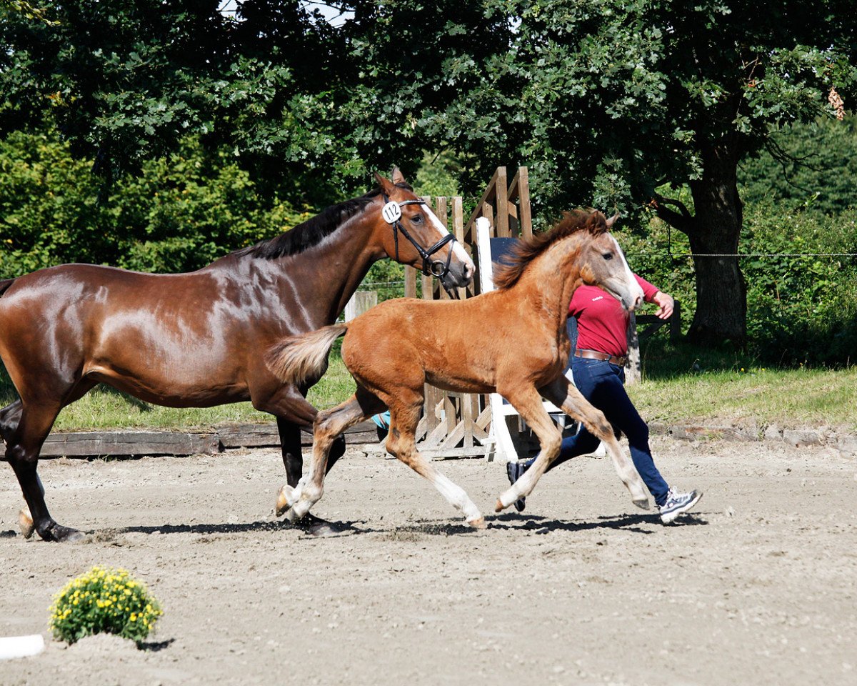 horse Cedric PF (Holsteiner, 2020, from Clarimo Ask)
