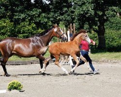 horse Cedric PF (Holsteiner, 2020, from Clarimo Ask)