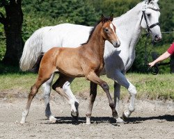 horse Linux PF (Holsteiner, 2020, from Livello)
