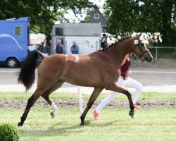 broodmare Gandara (Holsteiner, 2014, from Krack C)